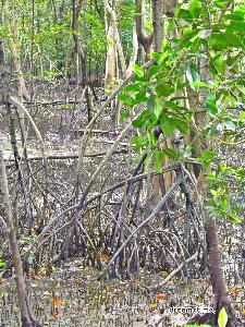 숭게이 부로 습지 보존지 맹그로브 숲 10