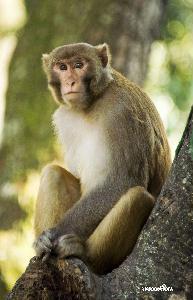 스와얌부나트 사원, 원숭이들 (유네스코 문화유산) 09