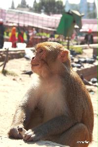 스와얌부나트 사원, 원숭이들 (유네스코 문화유산) 08