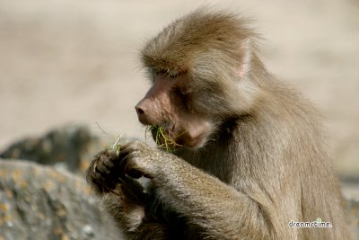 예멘 개코원숭이 01