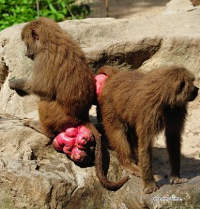 예멘 개코원숭이 08