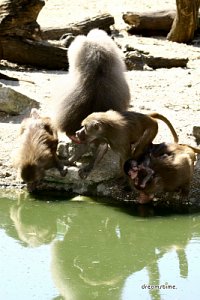예멘 개코원숭이 10
