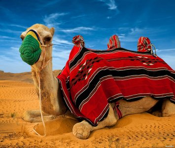두바이 여행용 낙타 05