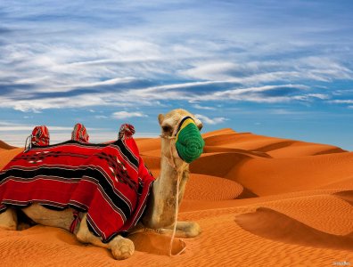 두바이 여행용 낙타 06