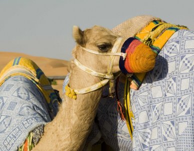 두바이 여행용 낙타 08
