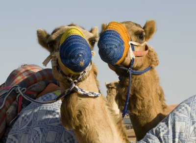두바이 여행용 낙타 09