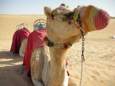 두바이 여행용 낙타 10
