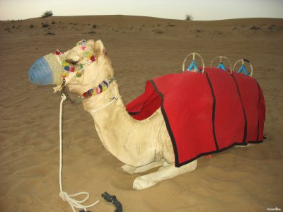 두바이 여행용 낙타 11