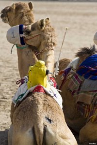 두바이 여행용 낙타 14