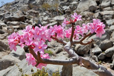 소코트라 섬의 분홍 꽃 핀 바오밥나무 01