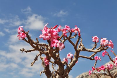 소코트라 섬의 분홍 꽃 핀 바오밥나무 03