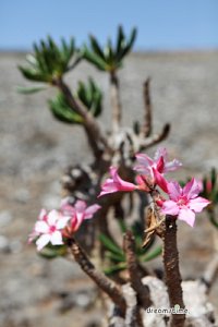 소코트라 섬의 분홍 꽃 핀 바오밥나무 10