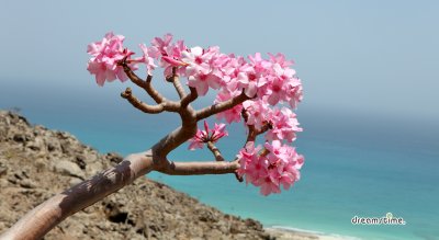 소코트라 섬의 바오밥나무 11