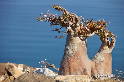 소코트라 섬 해변의 바오밥나무 02