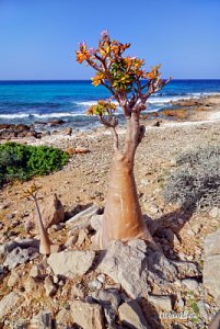 소코트라 섬 해변의 바오밥나무 06