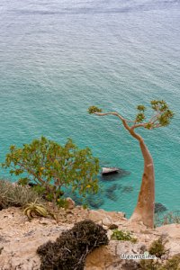 소코트라 섬 해변의 바오밥나무 07