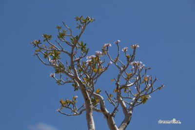 가까이서 본 소코트라 섬의 바오밥 나무 01