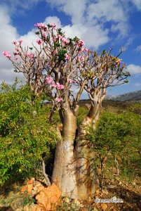 소코트라 섬의 바오밥나무 14