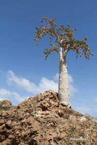 소코트라 섬의 오이 나무 09