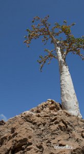 소코트라 섬의 오이 나무 10