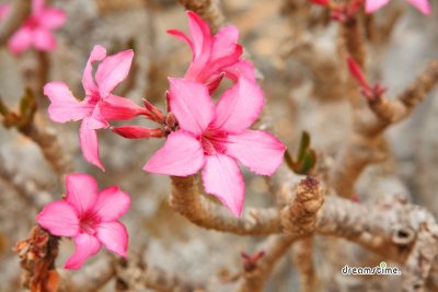 소코트라 섬의 분홍 꽃 핀 바오밥나무 04
