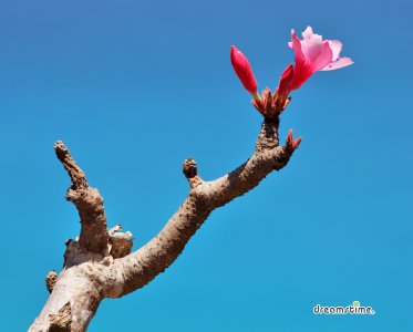 소코트라 섬의 분홍 꽃 핀 바오밥나무 08