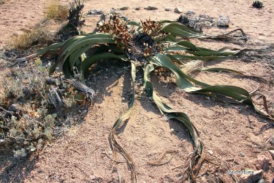 앙골라 웰위치아 사막식물 11