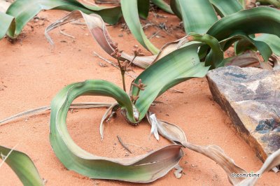 앙골라 웰위치아 사막식물 13