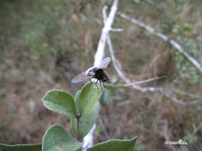 스와질란드의 다양한 곤충들 01