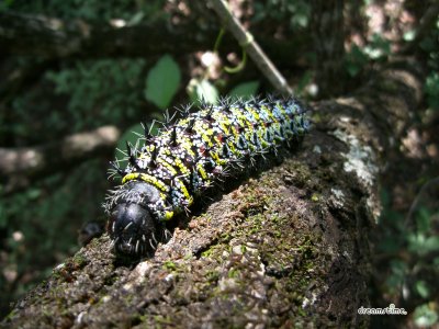 스와질란드의 다양한 곤충들 10