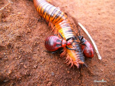 스와질란드의 다양한 곤충들 11