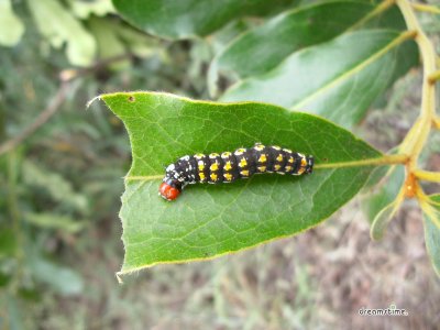 스와질란드의 다양한 곤충들 12
