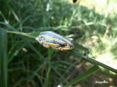 스와질란드의 다양한 곤충들 13