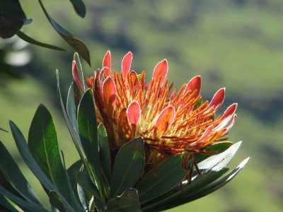남아프리카공화국의 바늘겨레 프로테아 꽃 01
