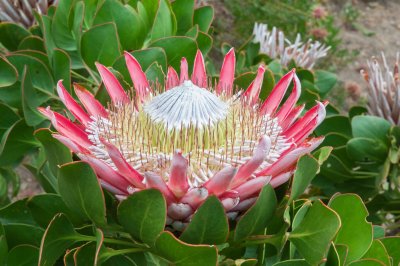 남아프리카공화국의 바늘겨레 프로테아 꽃 06