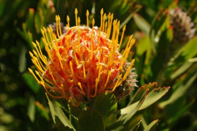 남아프리카공화국의 바늘겨레 프로테아 꽃 09
