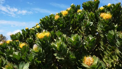 남아프리카공화국의 바늘겨레 프로테아 꽃 10