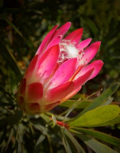 남아프리카공화국의 바늘겨레 프로테아 꽃 11