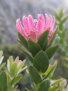 남아프리카공화국의 바늘겨레 프로테아 꽃 12