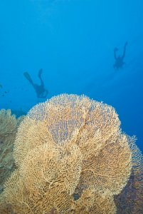 부채 산호 10