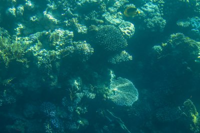 샤름 엘 셰이크 해저의 산호초 08