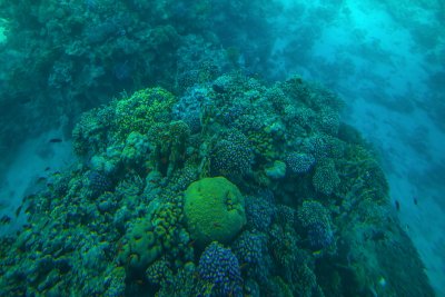 샤름 엘 셰이크 해저의 산호초 09