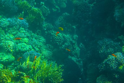 샤름 엘 셰이크 해저의 산호초 10