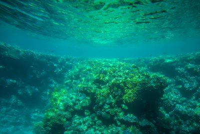 샤름 엘 셰이크 해저의 산호초 11