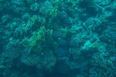 샤름 엘 셰이크 해저의 산호초 12
