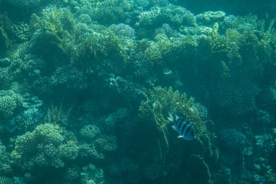샤름 엘 셰이크 해저의 산호초 13