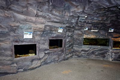동굴형민물고기전시관 13