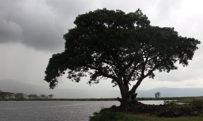 옹고롱고로 자연보호 지구 14