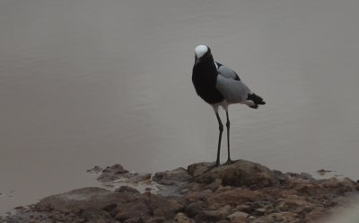 옹고롱고로 자연보존 지구 13