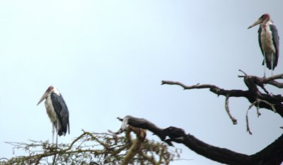 옹고롱고로 자연보존 지구 10